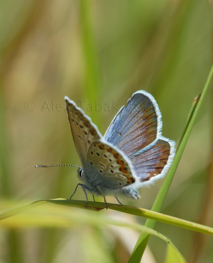 Greece, Zagoria, Micro Papigo (Mt Timf, 1300m)<br> 16-07-2008 <br><br>Nikon D200, Sigma macro 105mm, f/8, 1/250sec